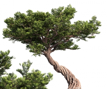 Modern Tree-ID:894023906