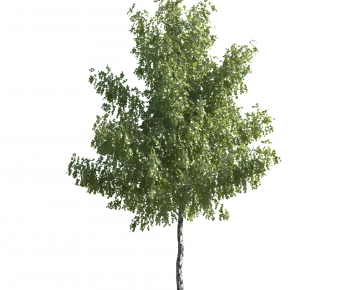 Modern Tree-ID:365297081