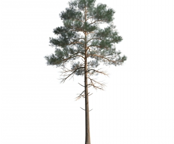 Modern Tree-ID:684922939