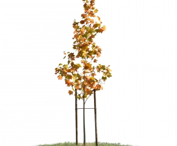 Modern Tree-ID:235800749