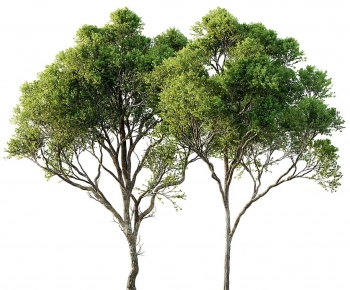 Modern Tree-ID:113553058