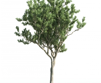 Modern Tree-ID:657386065
