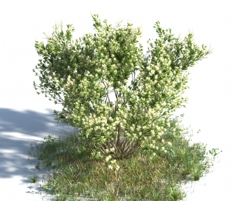 Modern Tree-ID:270299954
