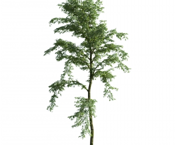 Modern Tree-ID:861339092