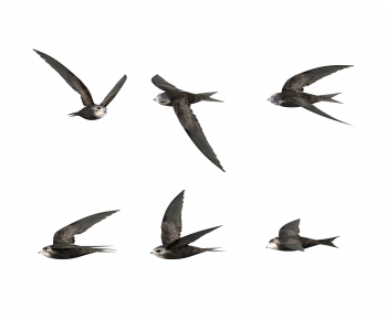 Modern Flying Animals-ID:106809169