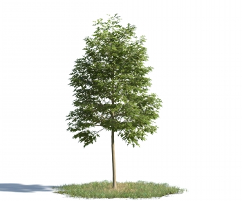 Modern Tree-ID:282952072