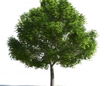 Modern Tree-ID:385147093