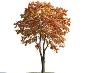 Modern Tree-ID:504798899
