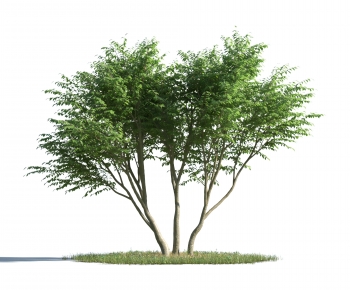 Modern Tree-ID:105609977