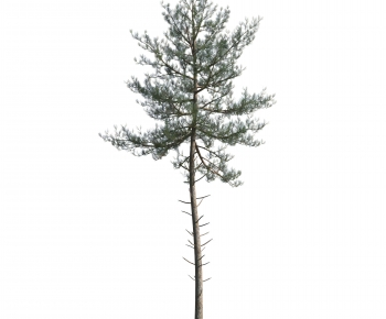 Modern Tree-ID:159362082