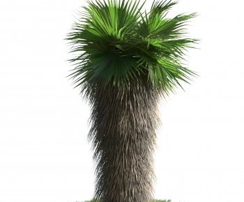 Modern Tree-ID:289628981