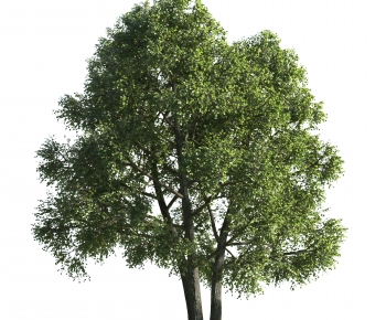 Modern Tree-ID:708014978
