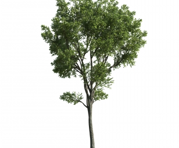 Modern Tree-ID:703690177