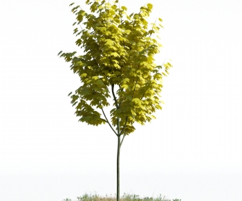 Modern Tree-ID:444349051