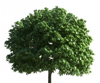 Modern Tree-ID:906181105