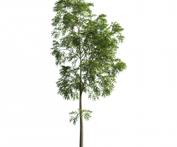 Modern Tree-ID:408648974