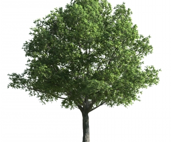 Modern Tree-ID:433490356