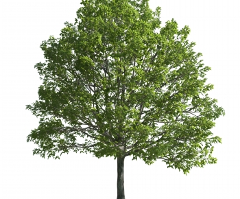 Modern Tree-ID:104711164