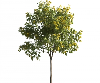 Modern Tree-ID:364043008