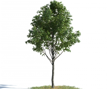 Modern Tree-ID:147363908