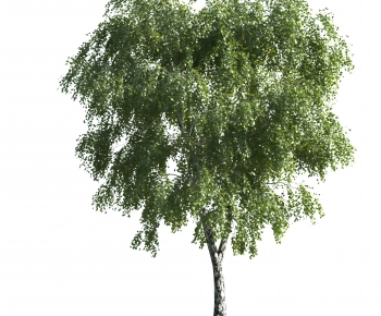 Modern Tree-ID:194320929