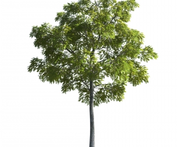 Modern Tree-ID:559235101