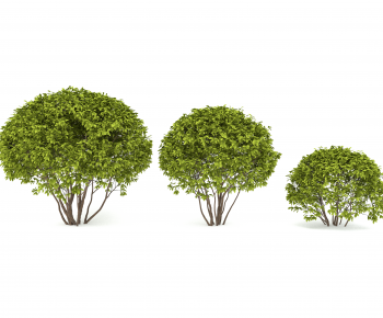 Modern Shrubbery-ID:976911075