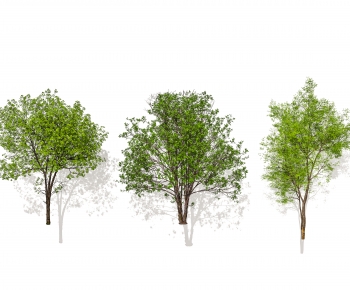 Modern Tree-ID:493372925