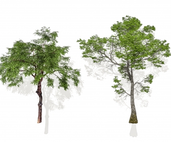 Modern Tree-ID:587882045