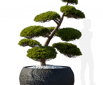 Modern Bonsai-ID:557243113