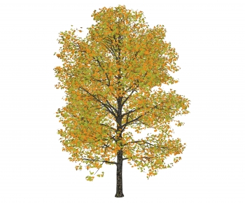 Modern Tree-ID:471570012
