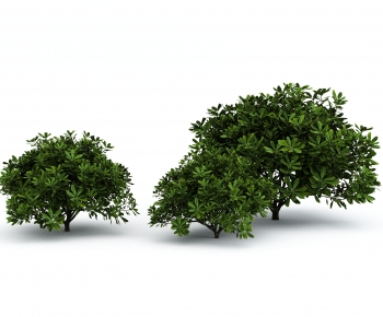 Modern Shrubbery-ID:101465949