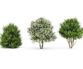 Modern Tree-ID:465662966