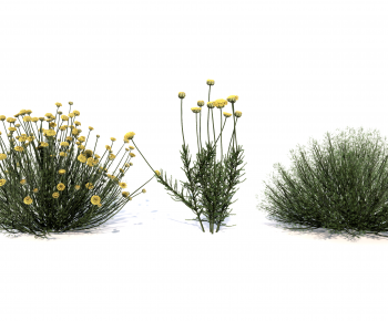 Modern Shrubbery-ID:962647919