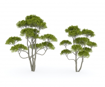 Modern Tree-ID:677876003