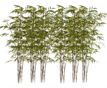 Modern Bamboo-ID:201211934