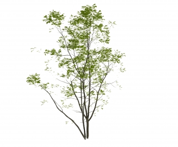 Modern Tree/shrub/grass-ID:796713112