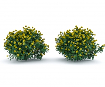 Modern Shrubbery-ID:222837925