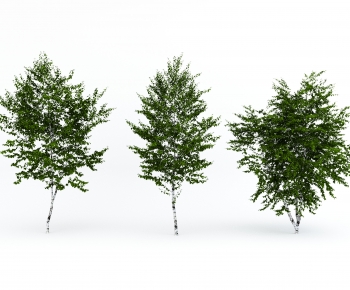 Modern Tree-ID:440130253