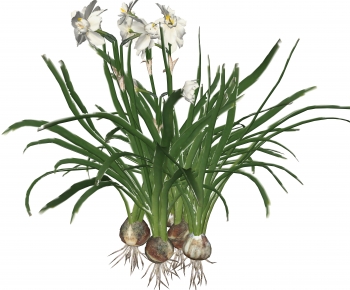 现代水生绿植组合-ID:405029064