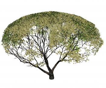 Modern Tree-ID:653497939