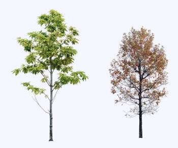Modern Tree-ID:994069101