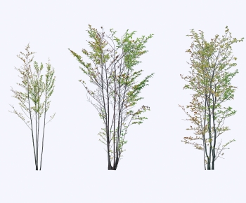 Modern Tree-ID:670133118