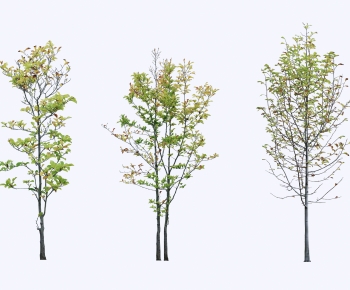 Modern Tree-ID:897078047