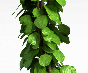 Modern Vine-ID:347707034