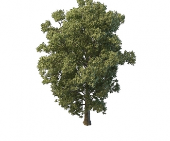Modern Tree-ID:689902072