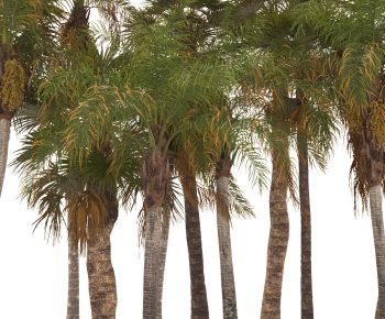 Modern Tree-ID:432885897