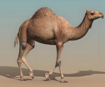 Modern Mammal-ID:131719184
