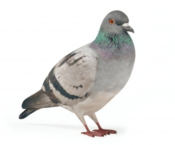 Modern Flying Animals-ID:312364103