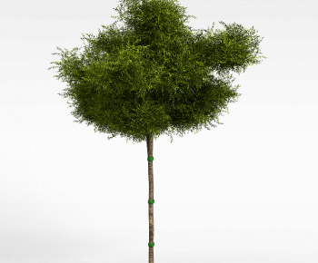 Modern Tree-ID:807986025